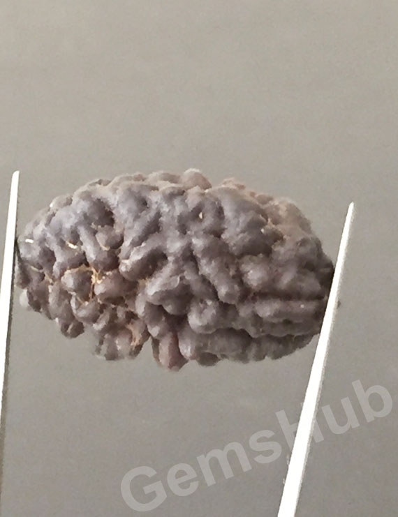 1 Face/Mukhi Certified Rudraksha Premium Quality